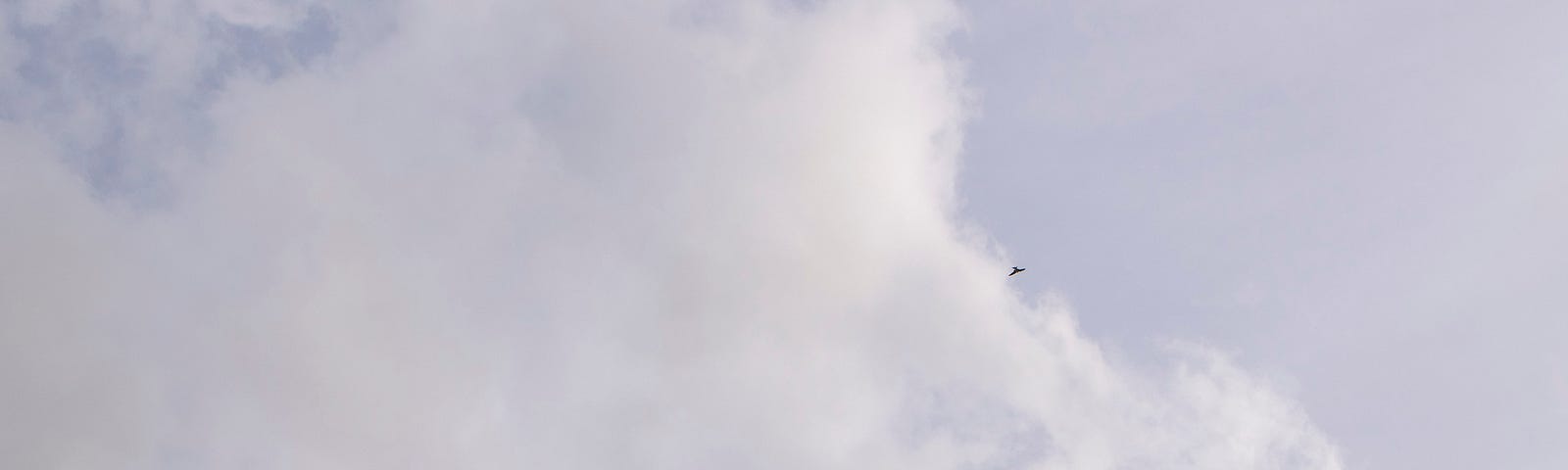 Three house martins flying against a blue sky with clouds and the sihouette of some honeysuckle tendrils.