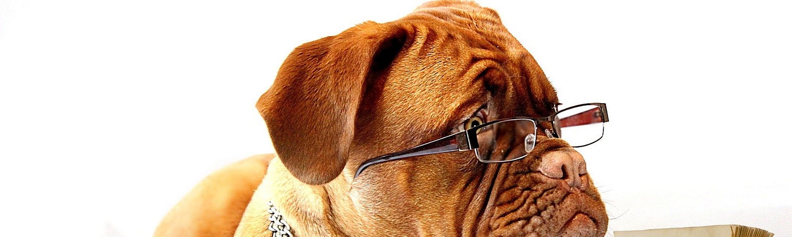 Dog wearing reading glasses with a book