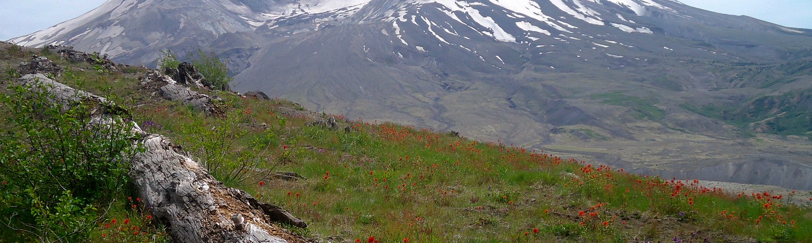 View of Mount Saint Helens from blast zone