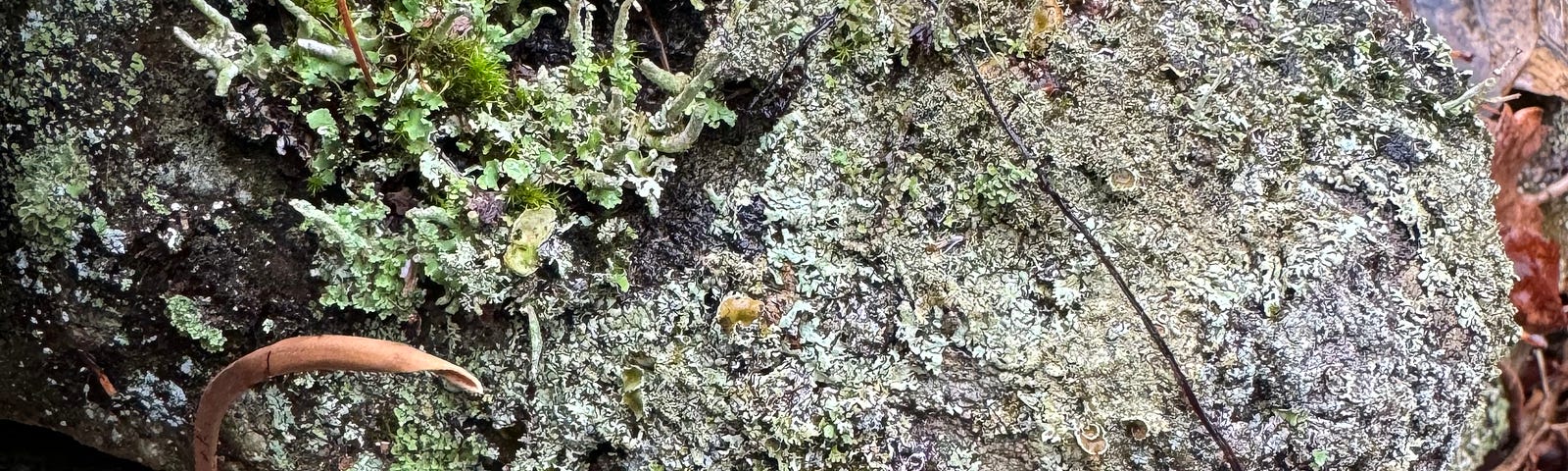 lichen colony on rock in December