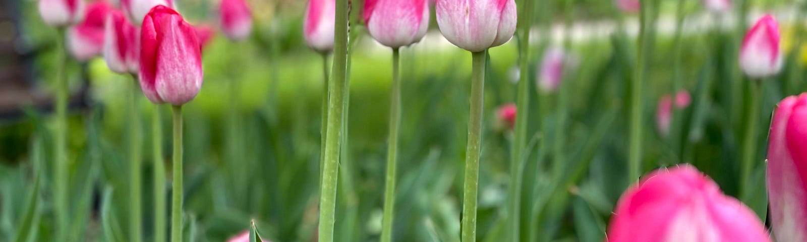 Lovely pink with white tulips pictured from the bottom looking up.