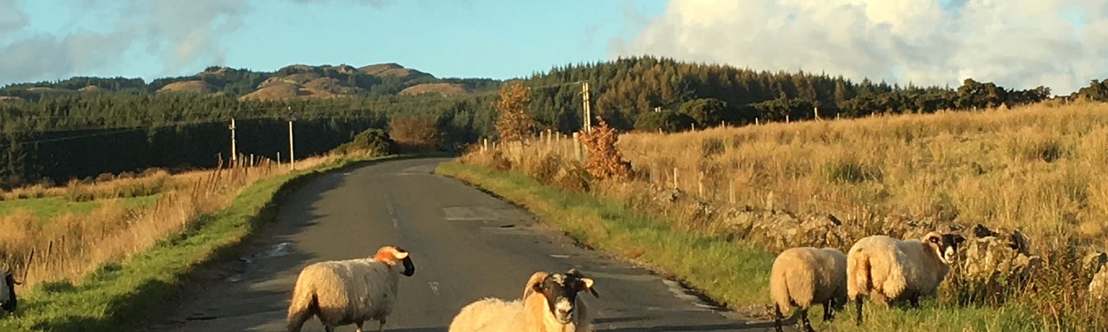 Sheep on the road in Scotland