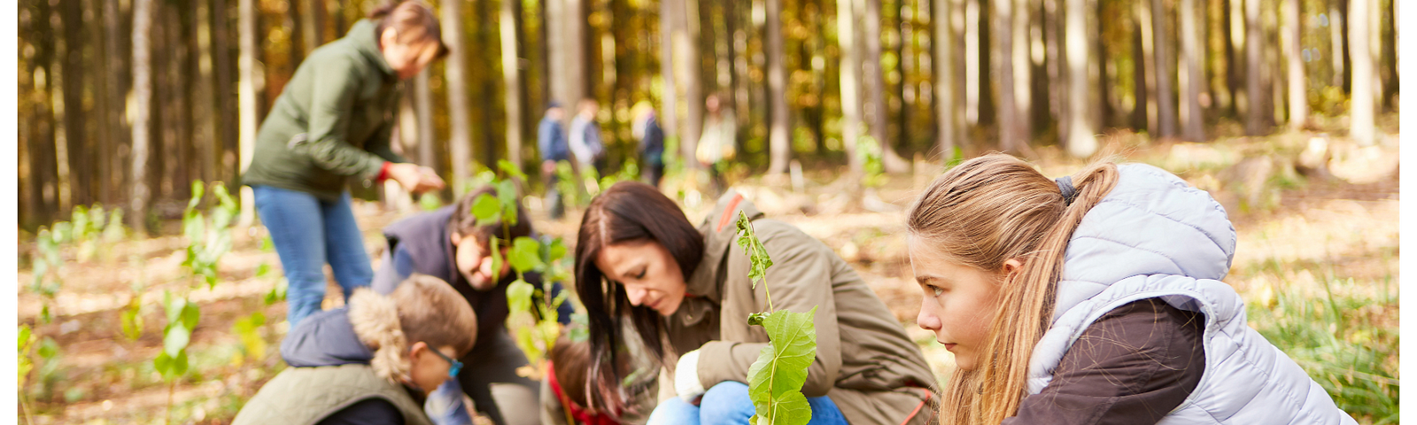 A group of people, including children and adults, are planting young saplings in a forest, participating in a tree-planting activity. The scene is set in an autumn forest, with leaves on the ground and trees in the background. The individuals are focused on the task, each carefully placing a sapling into the soil, contributing to forest regeneration efforts