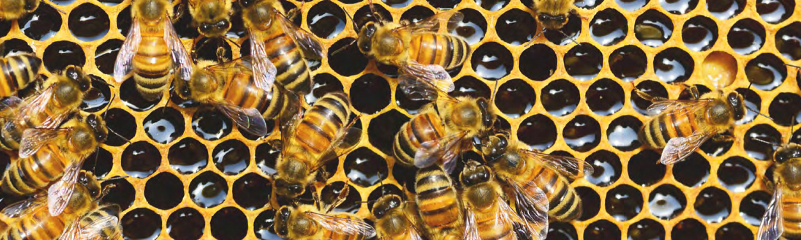 Como hacer un panal de abejas