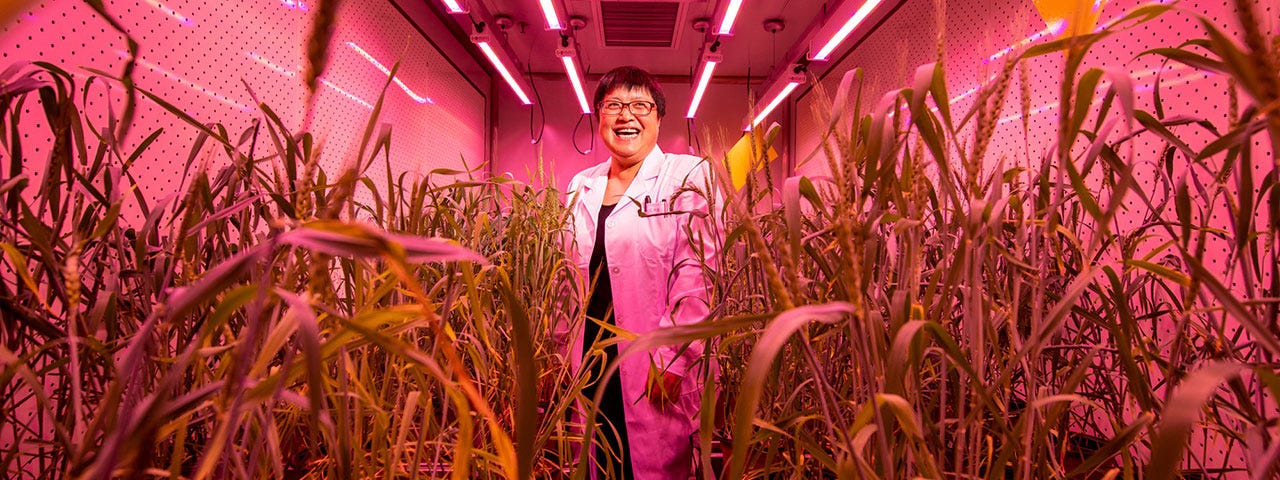 In a lab chamber in Beijing, Gao Caixia grows CRISPR-modified wheat plants that she hopes will have a higher yield | Photo by Stefen Chow