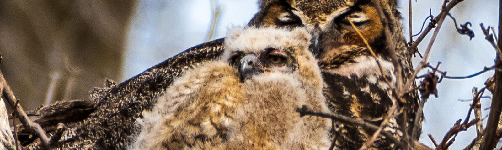 Great Horned Owl parent with two chicks (the second chick’s face is visible to the right of the bottom-center).