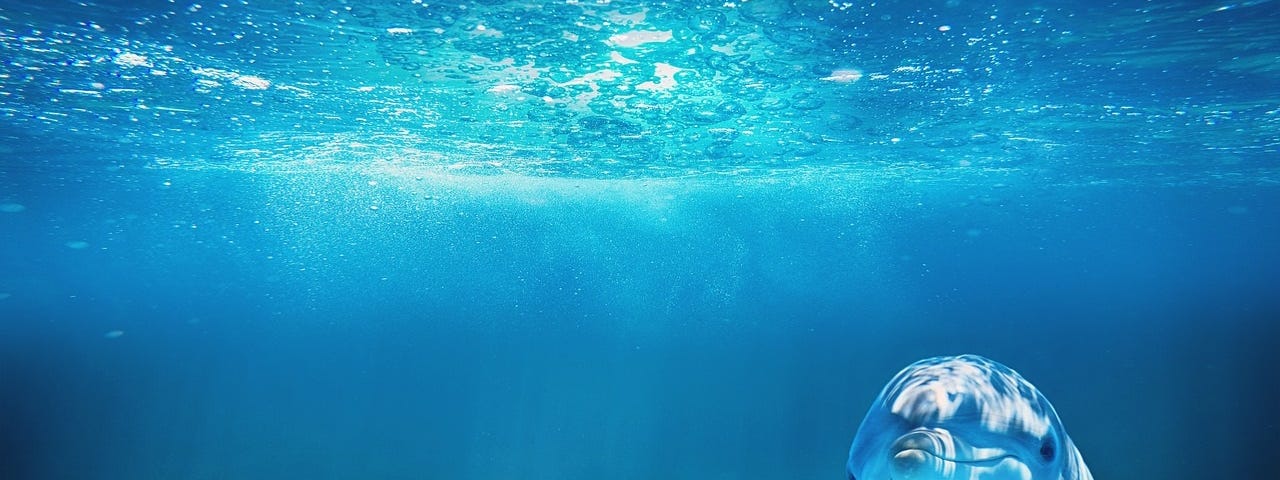 A sea dolphin gazing intently into the camera.