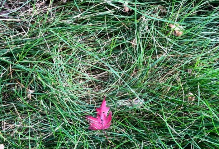 Small maple leaf on the ground