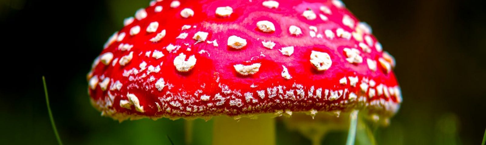 Photo of a red toadstool with white spots.