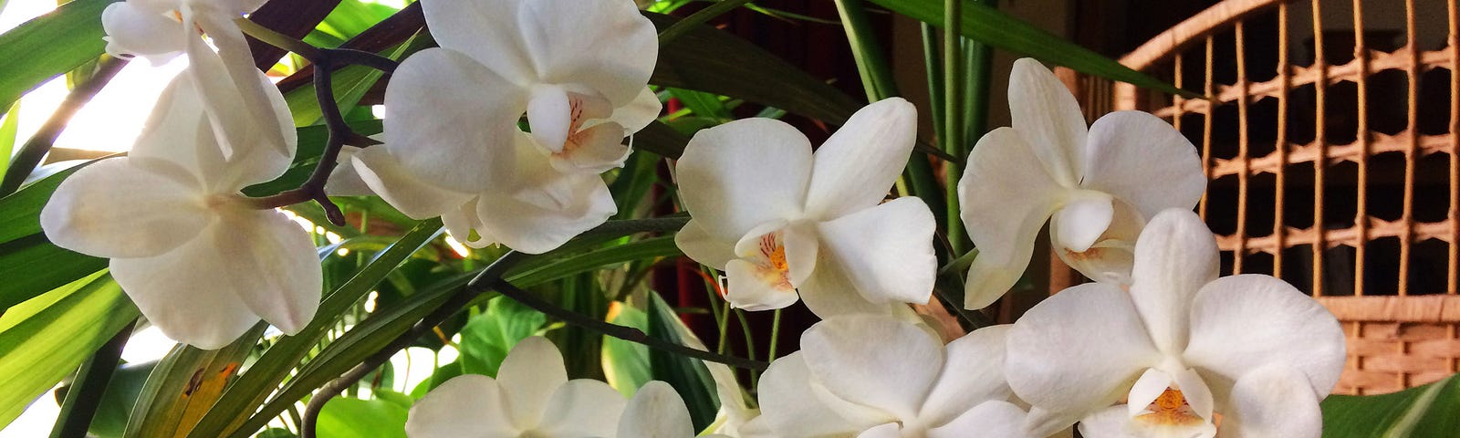 A spray of white orchids in my bay window.