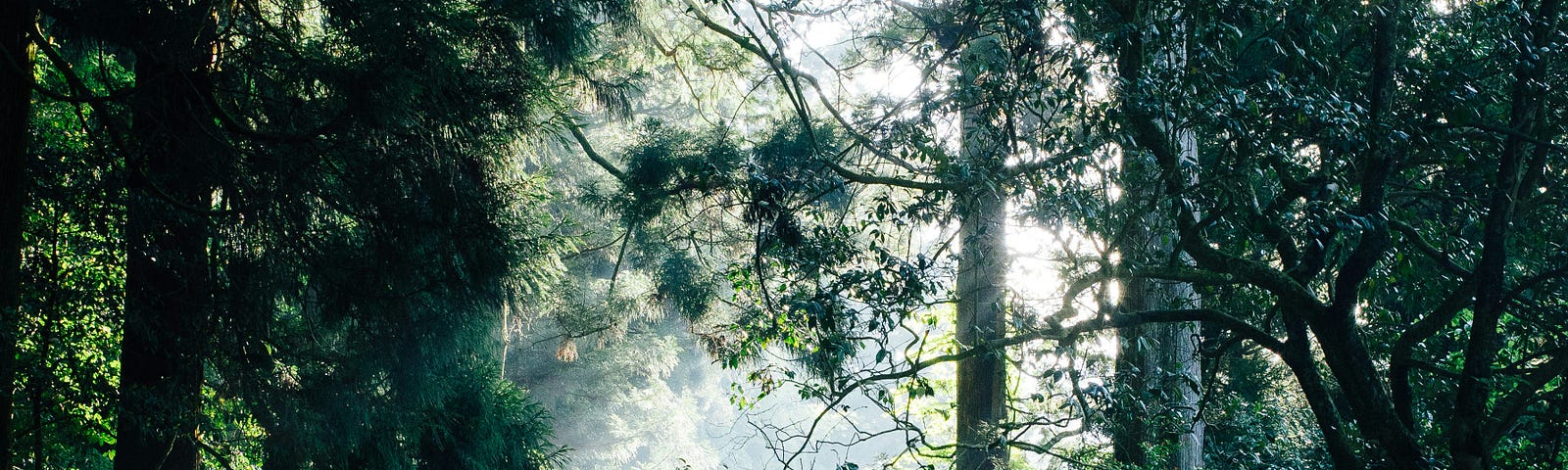 Photo of a Japanese shinto shrine in a green forest, with sunlight washing over it.