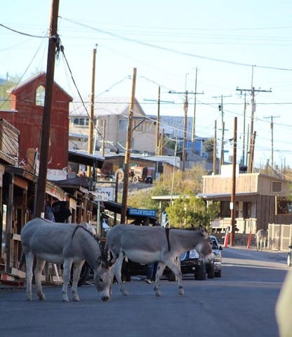 Two Burros are walking in the street in Oatman, Arizona on route 66