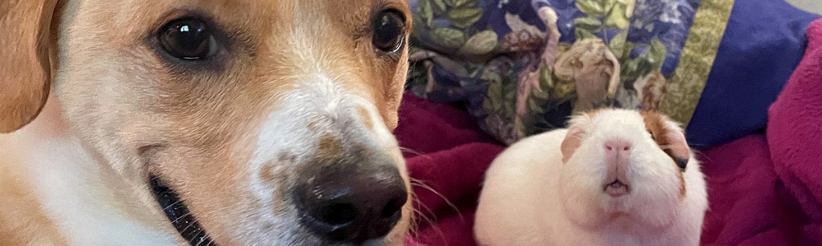 A gold & white mutt with drop ears and a speckled nose smiling next to a small white guinea pig, whose snout is turned up toward the camera.