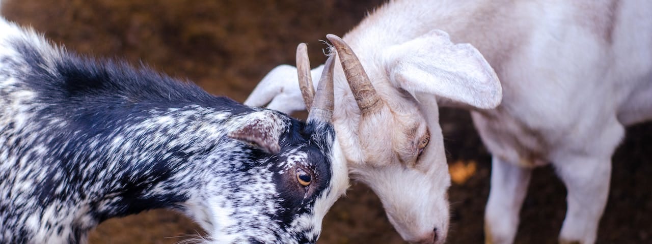 A black goat and a white goat butting horns.