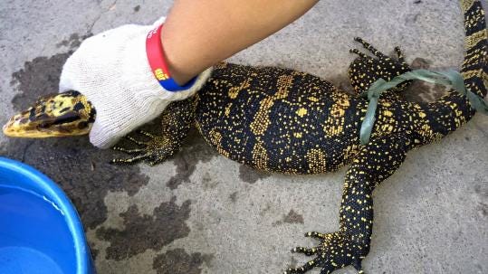A hand grips the head and neck of a yellow-and-black patterned lizard.