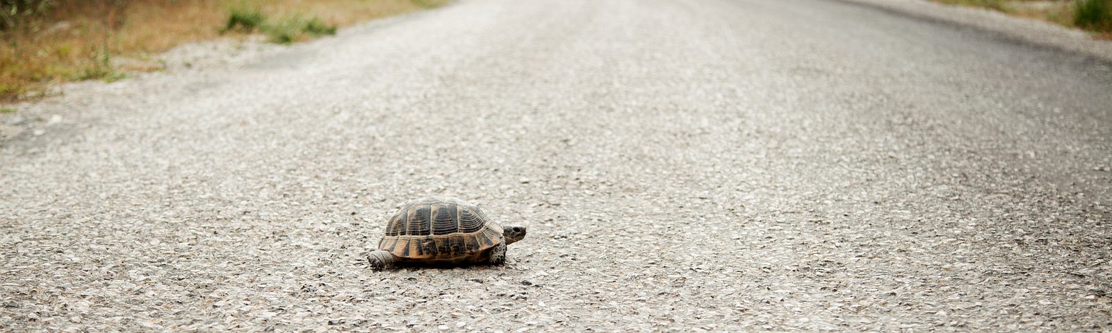 a turtle walking across an empty road