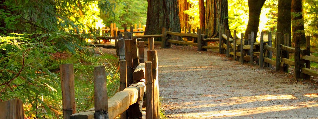 Sunlight pouring on a path in the woods.