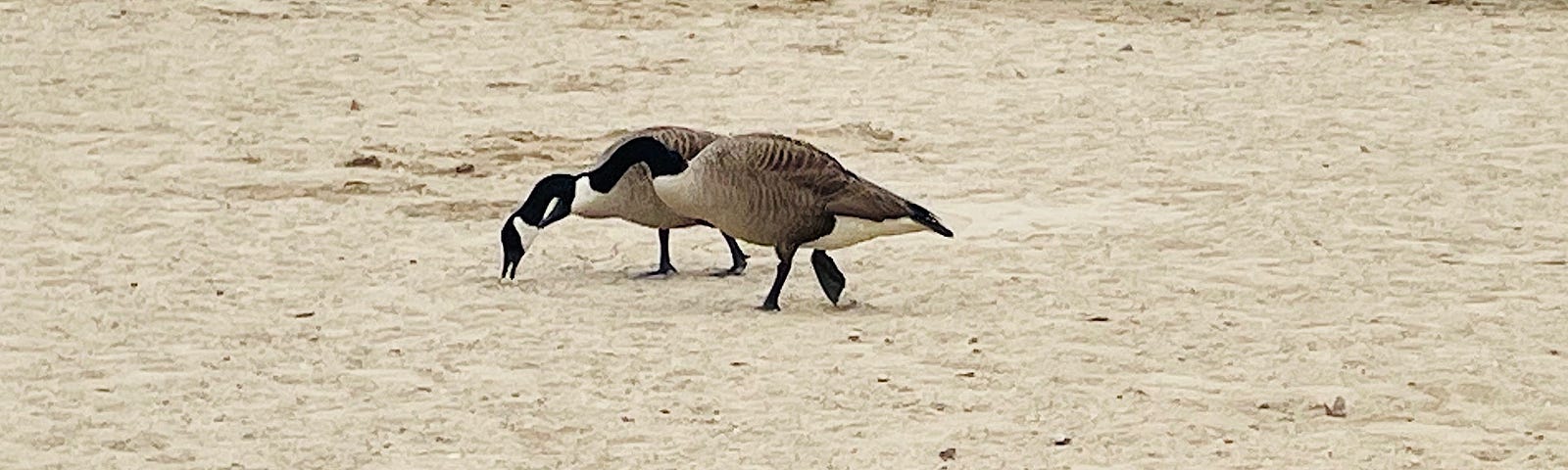 Two geese on a sandy beach