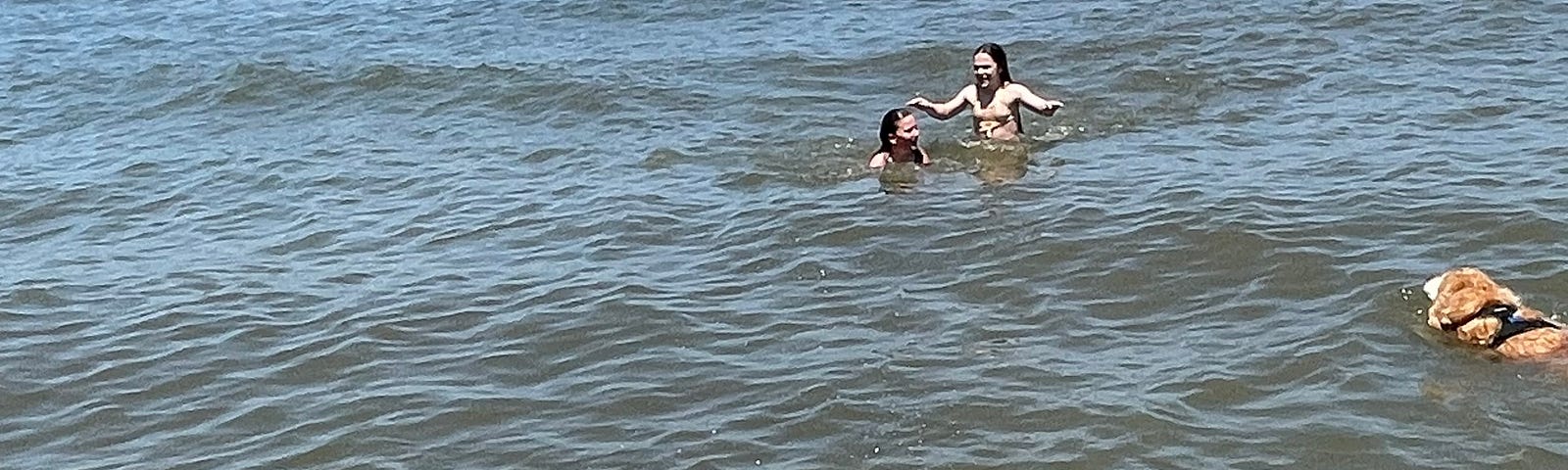 Children swim in the waters of the Chesapeake Bay while their dogs paddle out to them.