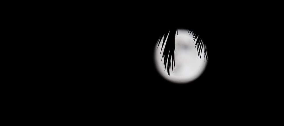 Moon seen behind the palm tree leaves