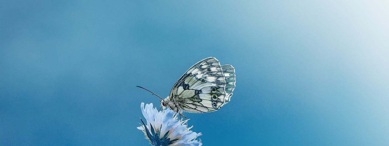 Image with a blue sky background and a bluish flower in the middle of it with a white and black butterfly on it.