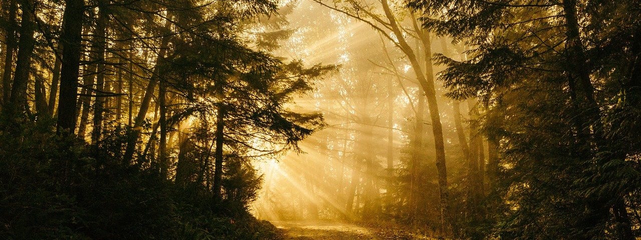 Sunbeams on a forest trail.