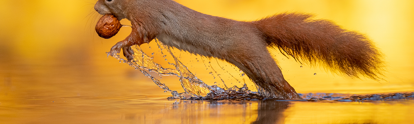 Red Squirrel rising out of the water carrying a nut in its mouth