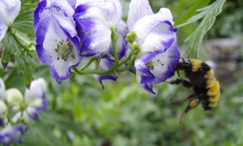 The northern amble bumblebee sits on a flower. Image courtesy of Leif Richardson from the NY Natural Heritage Program.