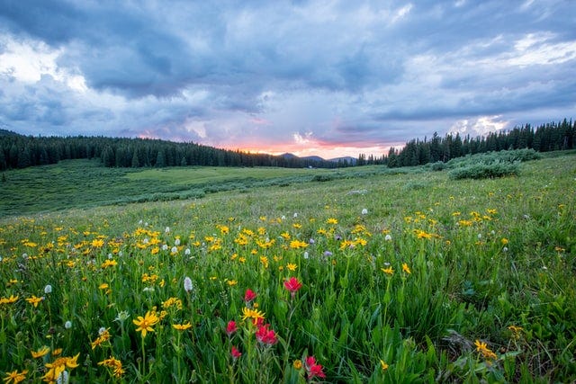 A sunset in a spring meadow with yellow and red flowers.