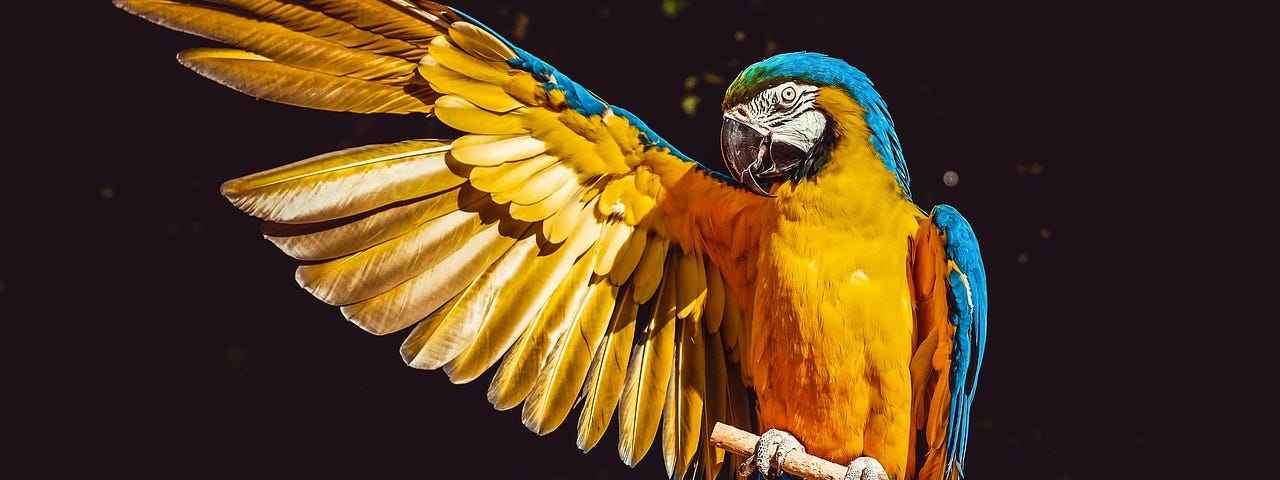 A colourful macaw bird.