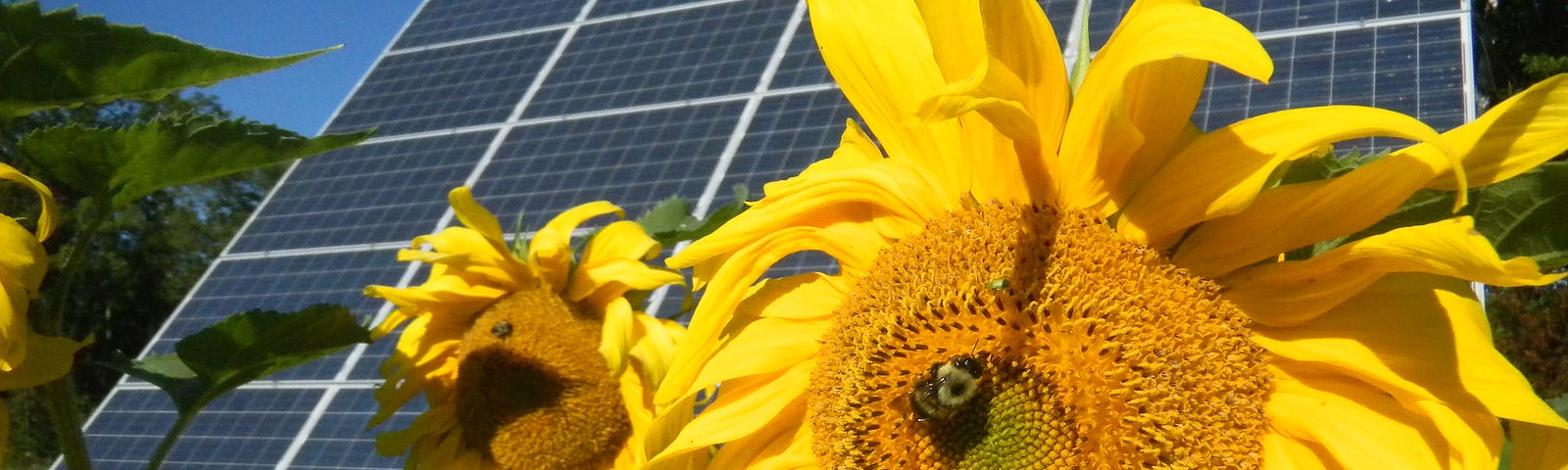 Sunflower with bee next to solar panels