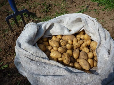 An open sack of potatoes on the ground