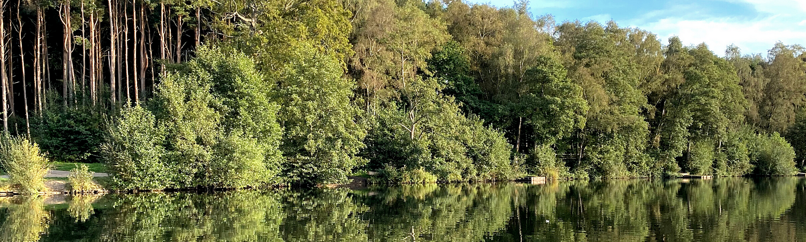 water reflexions forest lake