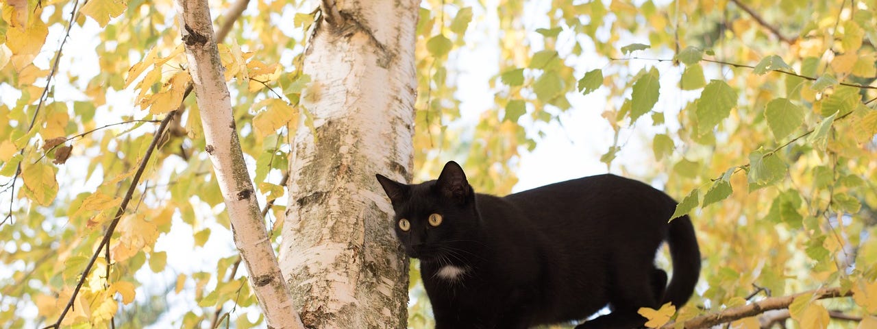 A black cat standing on the branch of a tree.