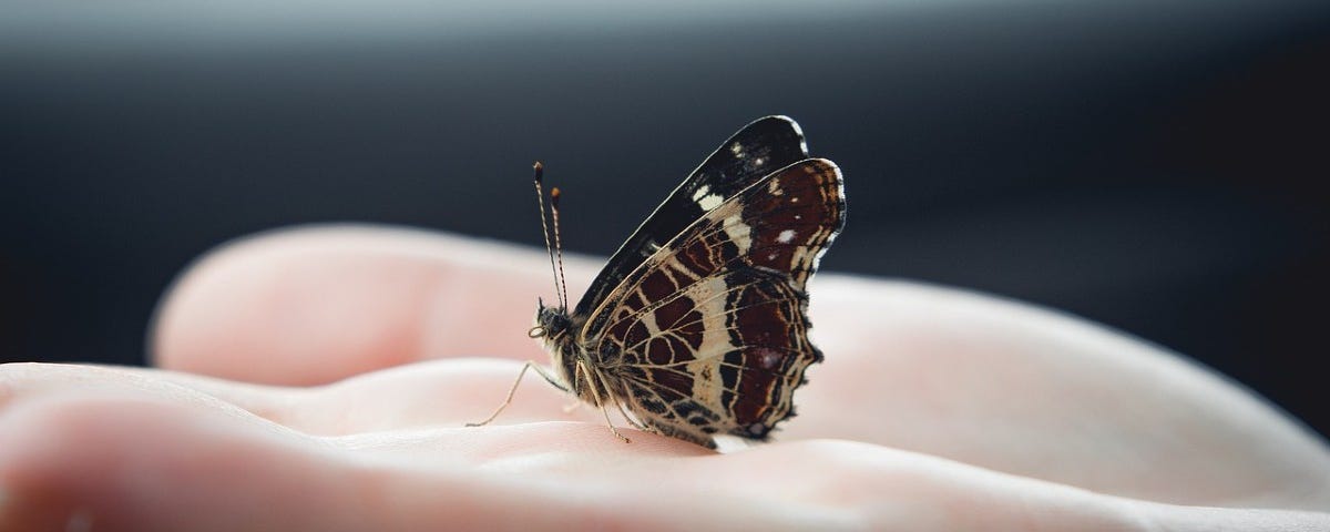 A hand holding a small beautiful butterfly. Butterfly symbolizes transformation, dissolving the old and evolving into our new selves. Photo by wini021 on Pixabay