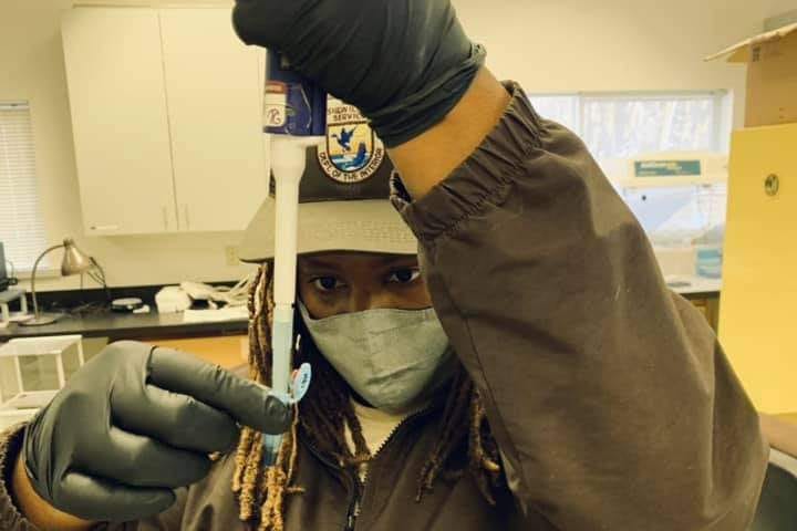 Nicole removing plasma separated from packed red blood cells in a lab at Abernathy Fish Technology Center. She is holding a tube up and squeezing it into a small container. Photo credit: USFWS