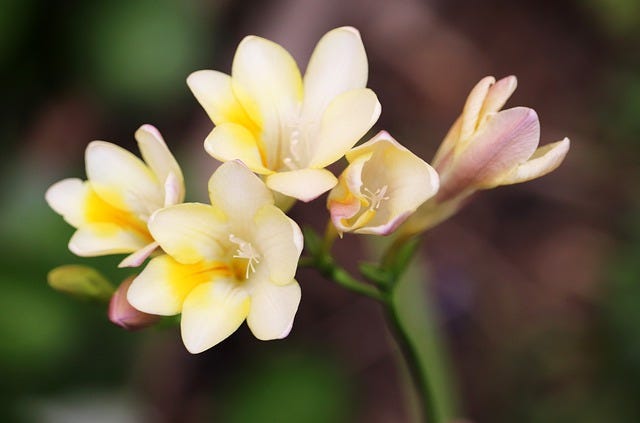 Flowers — yellow freesias