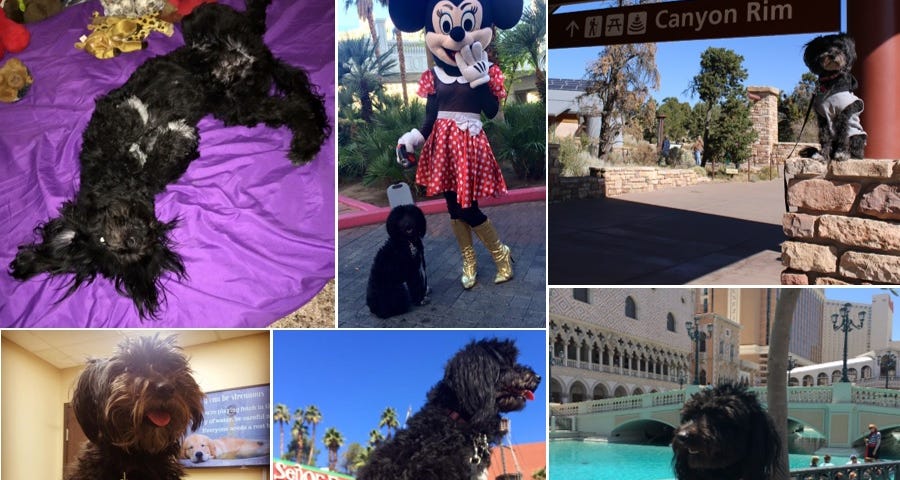 A collage of me, dog, posing in many different places where I travel.