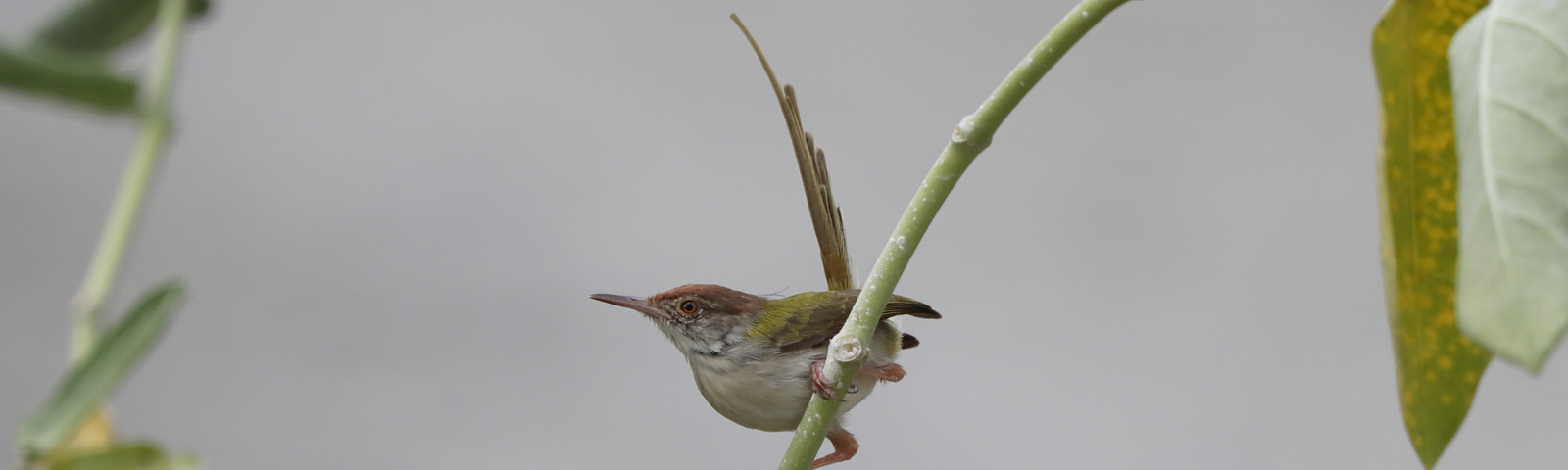 A tailor bird sitting on a twig