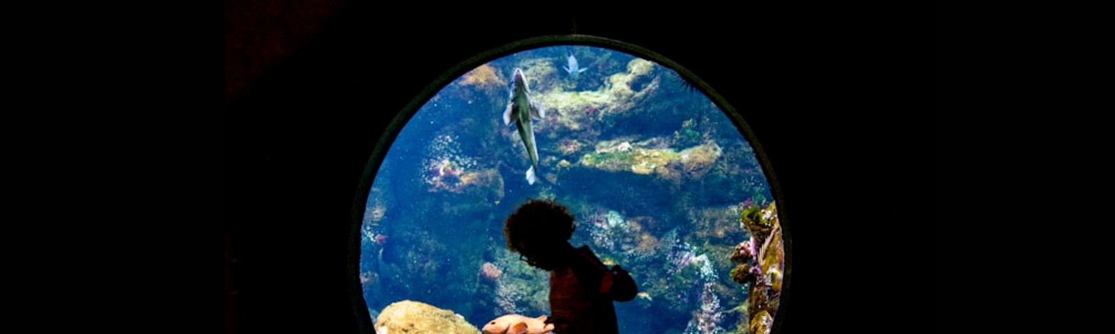 A boy in sihouette walking in front of a sealife tank with sharks and fish inside it.