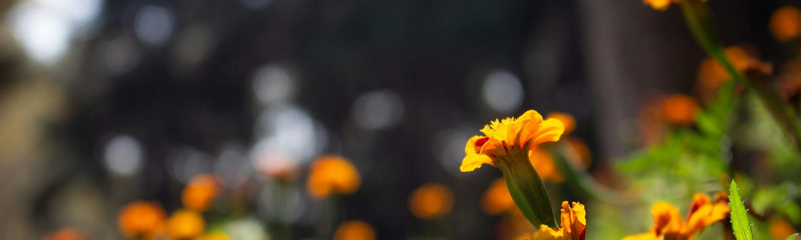 beautiful flowers, bloom, butterflies, honoring life