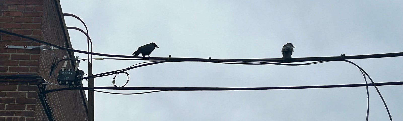 Two crows sitting on an electrical wire.