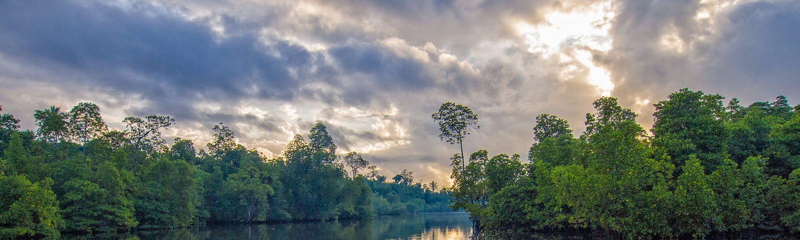 Mangrove wetlands forest.