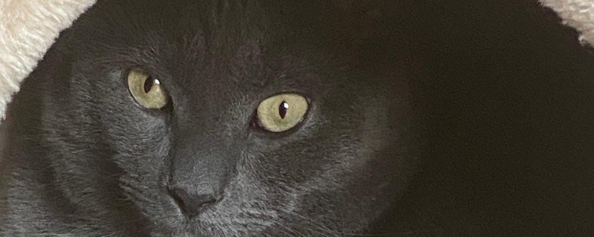 A close-up of Loki, the author’s beloved cat.