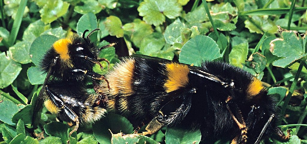 Two bumblebees mating on green leaves