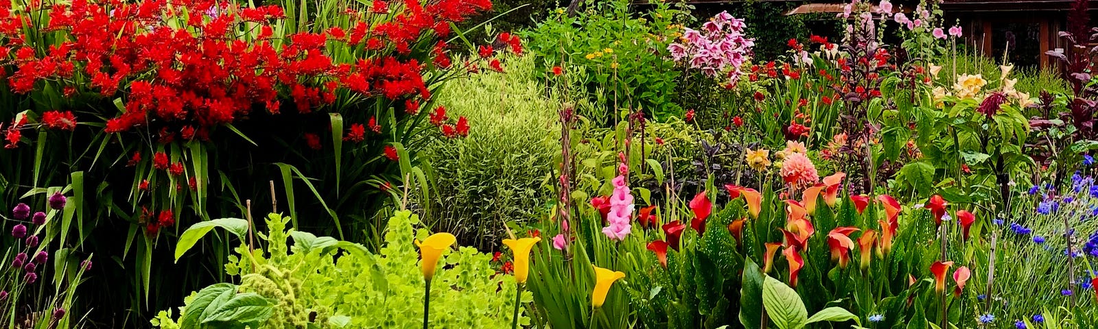 A bed of flowers of all colours: red, yellow, pink, green