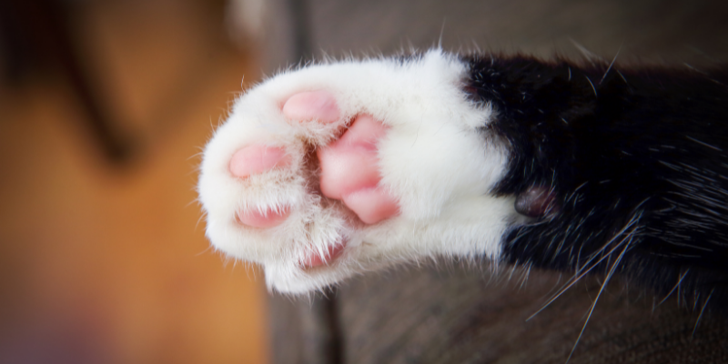 A cat’s paw — How To Teach a Cat To Fist Bump