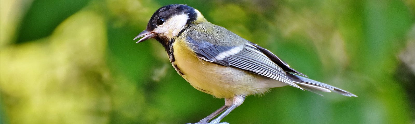 A small songbird, white black and yellow