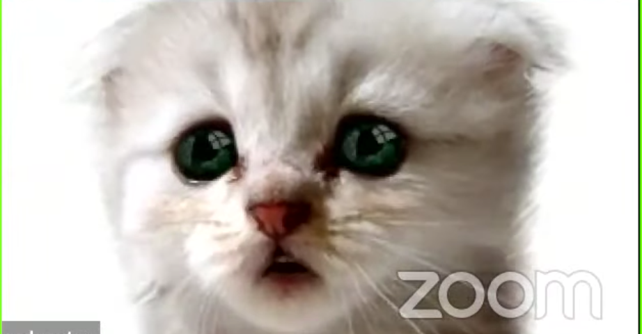 How To Use A Cat Filter Like The One In The Viral Zoom Courtroom Video By Thomas Smith Debugger