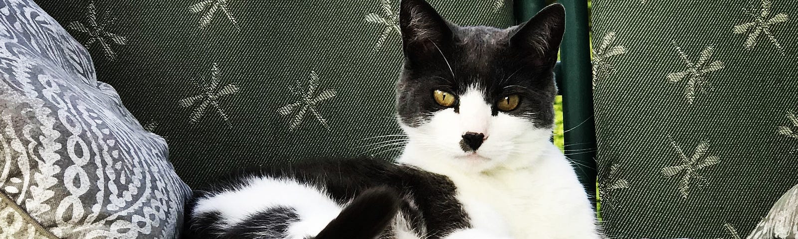 Gray and white cat looking laying down looking at the camera